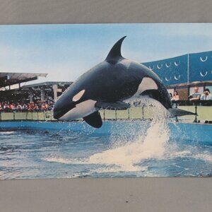 Vintage Postcard - Haida Sealand of the Pacific - Wright Everytime